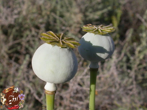 خرید خشاش دارویی/ خانوم ادویه